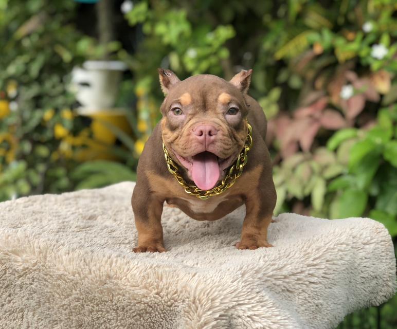 อเมริกันบูลลี่