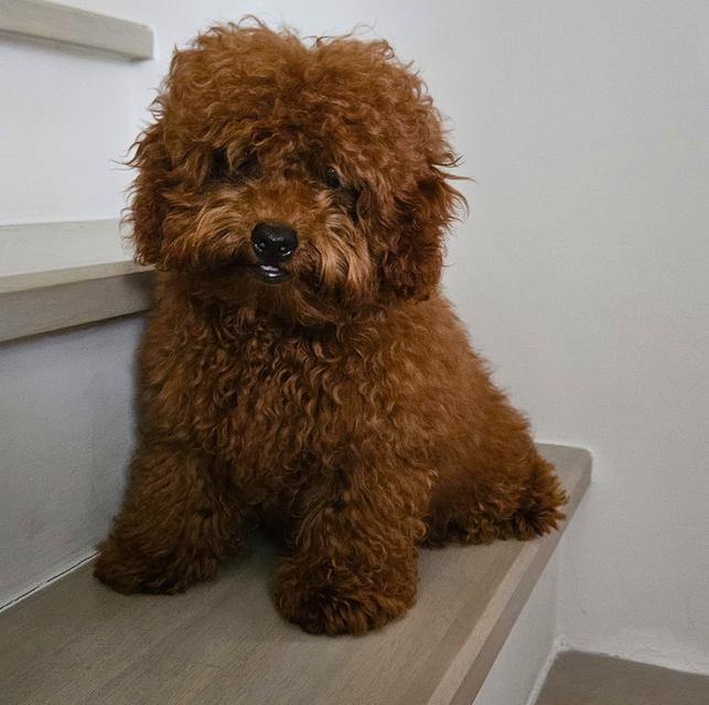 Toy Poodle puppy