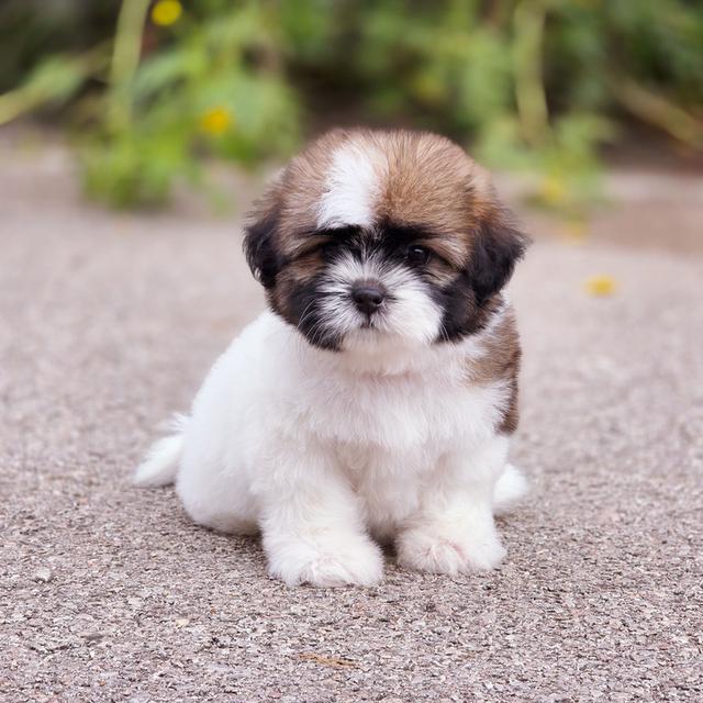 Shihtzu สาวน้อยน้องชีตาร์พันธุ์ชิสุอายุ2เดือน