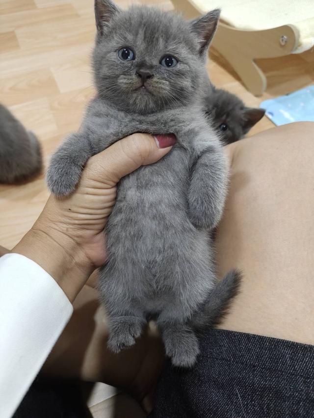 เเมวสก๊อตติส ญ เเท้