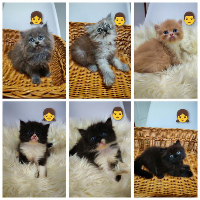 แมวเปอร์เซียแท้ น่ารักๆ