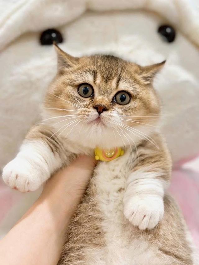 แมวมันกิ้นขาสั้นจู๋เด็กผู้ชาย wcf