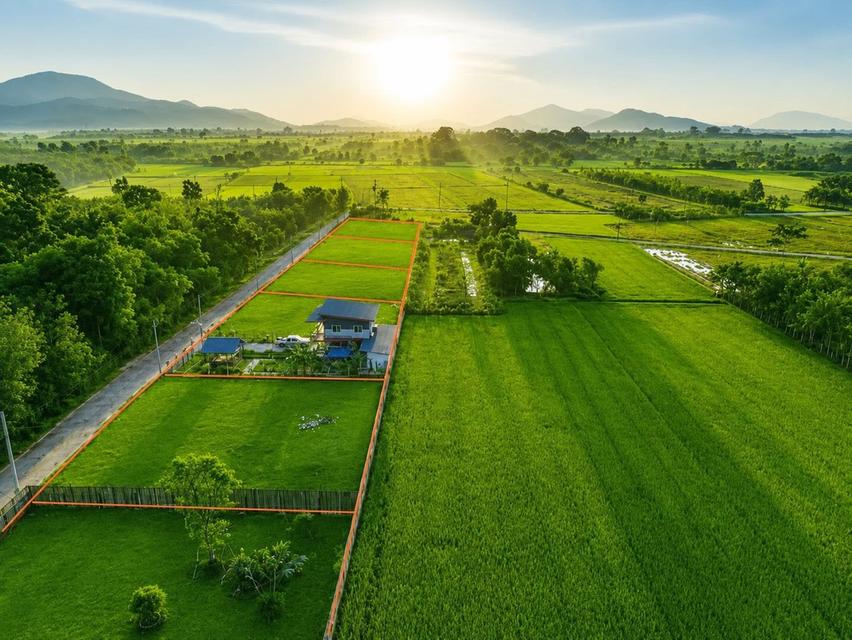 ขายที่ดิน 200 ตร.วา บางบุตร บ้านค่าย ระยอง ใกล้แยกบางบุตร 800 เมตร 9