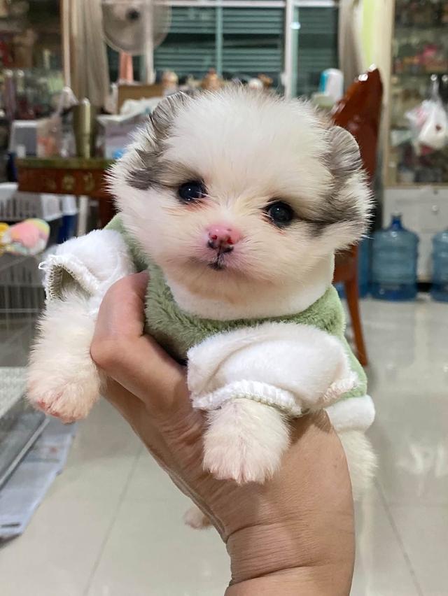 สอบถามได้นะคะ น้องปอมแท้ ทีคัพ น่ารัก จิ๋วๆ