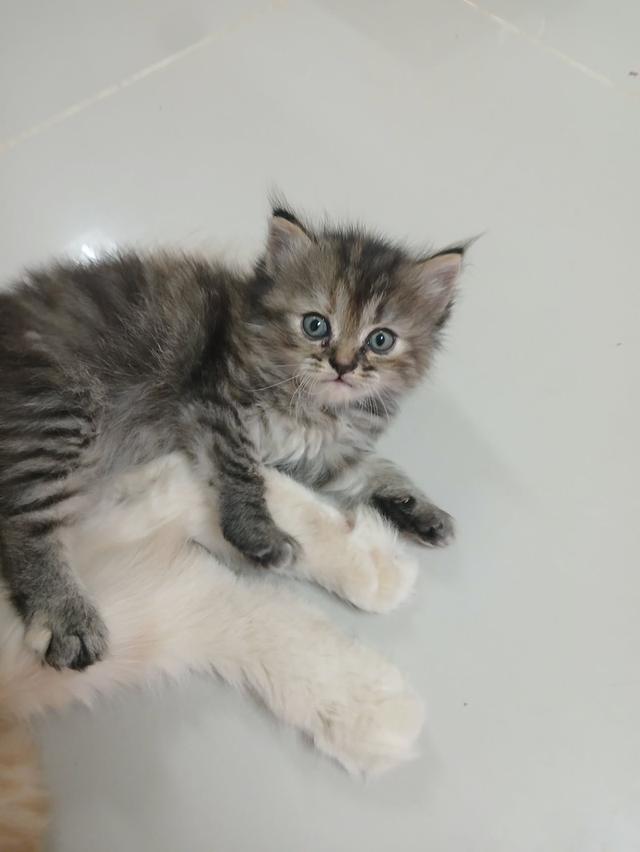 น้องเปอร์เซีย สีส้ม ครีม เสือ รูปที่ 2