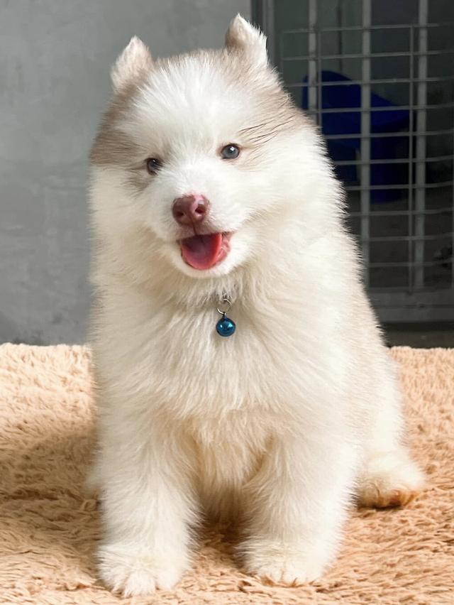 西伯利亚哈士奇幼犬出售 | 泰国 纯种认证 | 血统证书 | 健康保障 รูปที่ 12