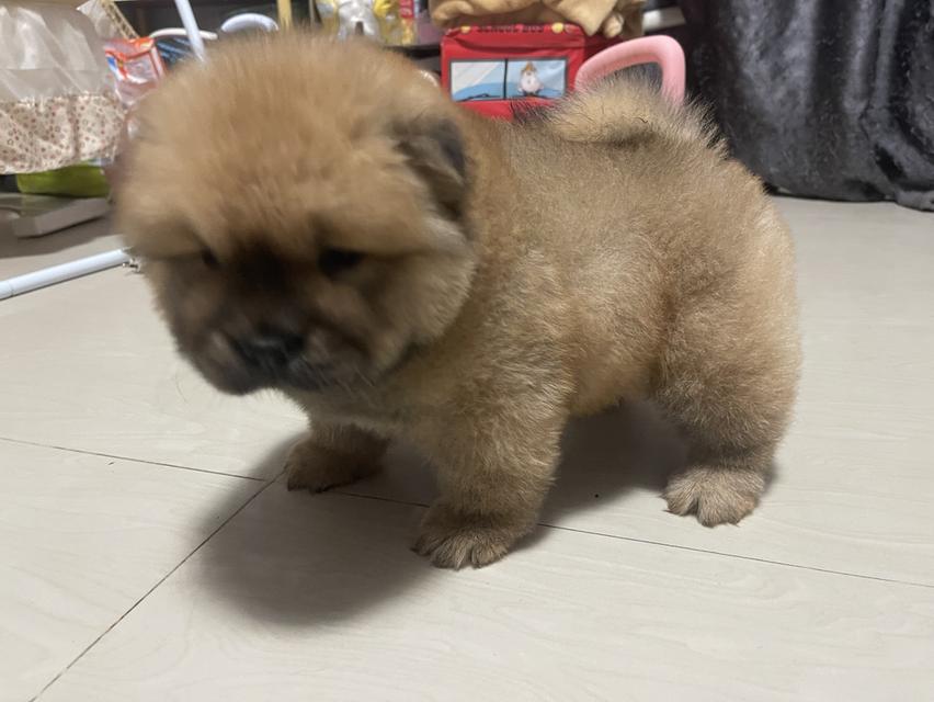 หมาเชาว์เชาว์แท้ 100% รูปย่อยที่ 3