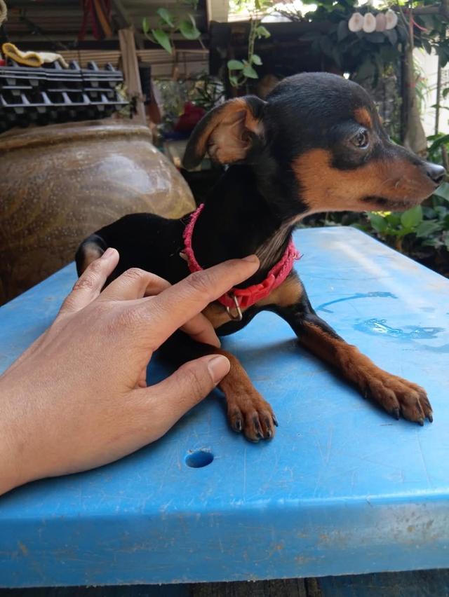 ปล่อยน้องหมา  Miniature Pinscher 3