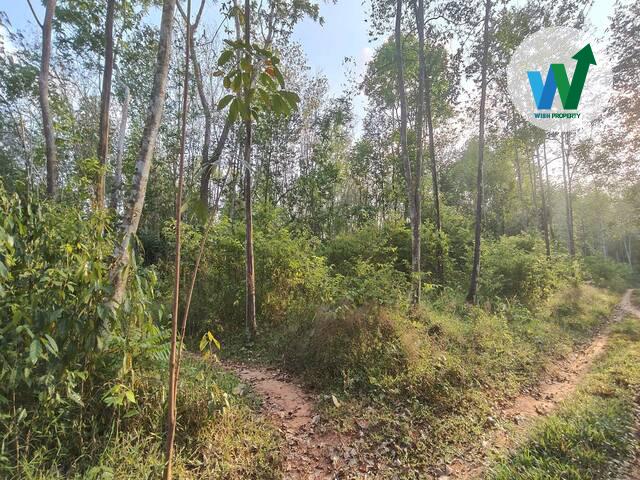 ขายที่ดินพร้อมไม้กฤษณาที่ติดถนนในอำเภอควนขนุนราคาไม่แพง 5