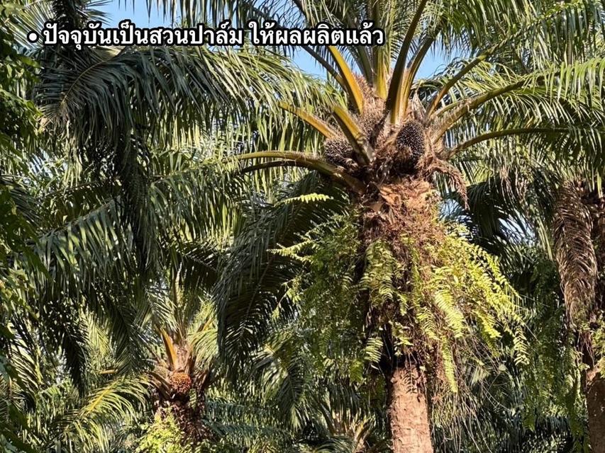 🌳 ขายด่วน! ที่ดินสวนปาล์มสวย ติดถนนเพชรเกษมขาลงใต้ ทำเลทอง อ.หลังสวน จ.ชุมพร 🏗️ 4