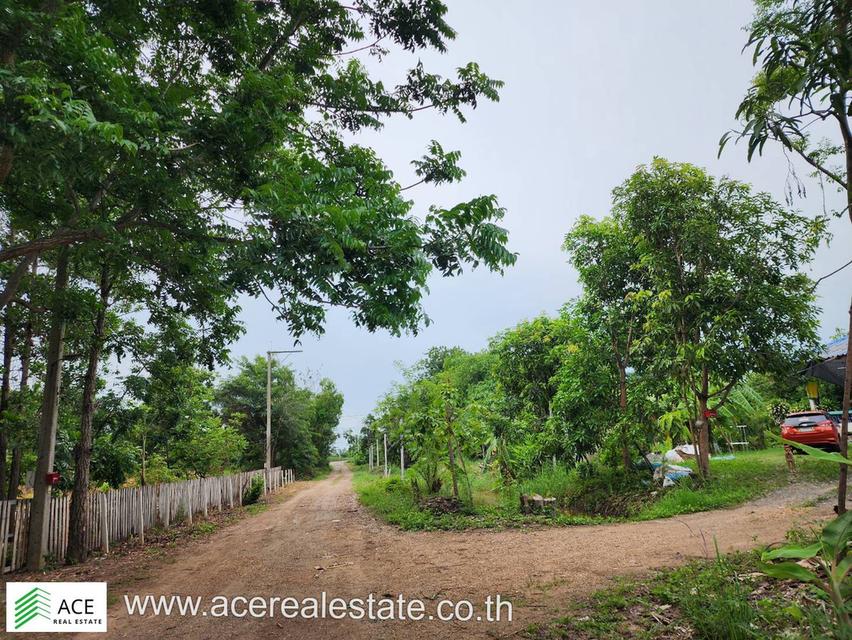 ขาย ที่ดินราคาถูก จ.ปทุมฯ อ.หนองเสือ ต.บึงกาสาม ขนาด 200 ตรว. 4