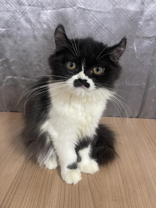 คนขายเลี้ยงเองครับ น้องแมวพันธุ์ อเมริกันเคิร์ลผสมหิมาลายัน เพศหญิง ( บิน ) พร้อมฉีดยา