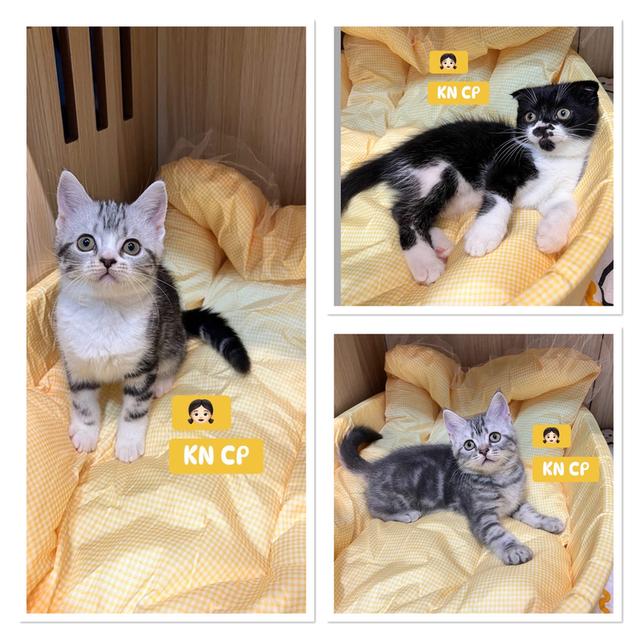 สก็อตติชโฟลด์เกรดเลีเยงเล่นครับ