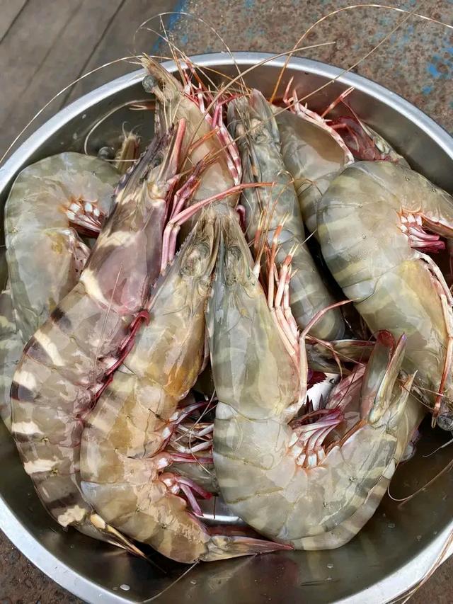 กุ้งลายเสือ สดๆ 1