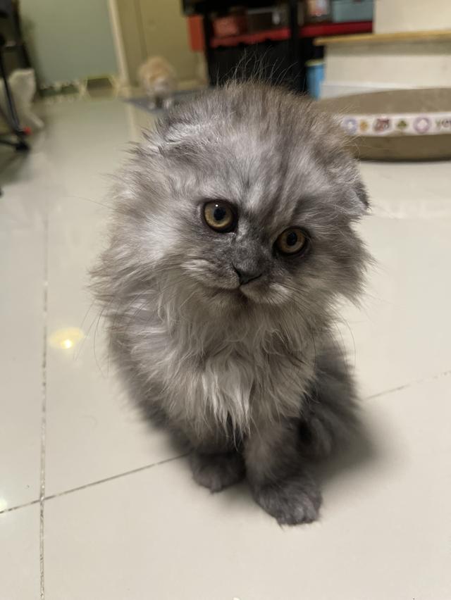 น้องแมวขี้อ้อนหูพับ(ชาย 2 เดือน)พร้อมย้าย 5