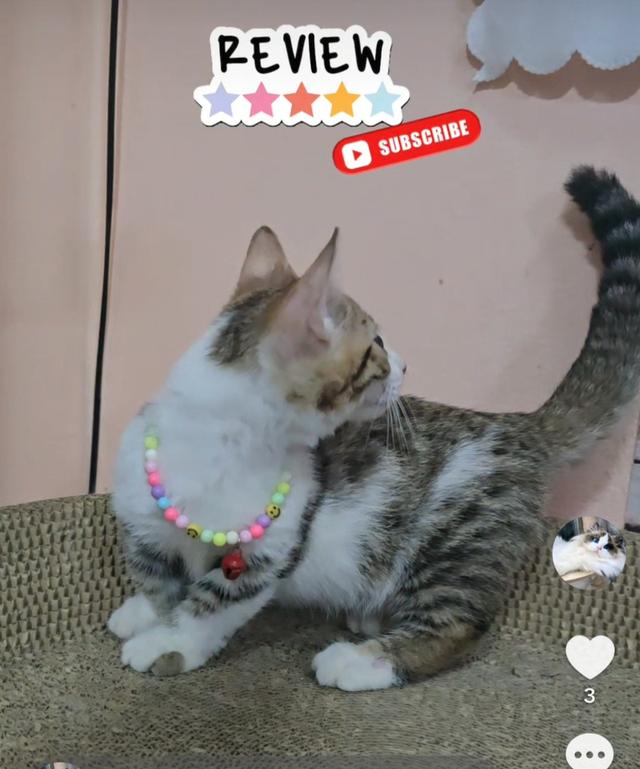Munchkin Bengal