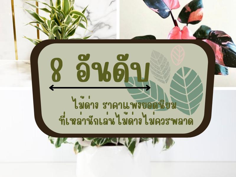 ต้นไม้มงคล โชค9ชั้นทับทิมสยามแม่พันธุ์ กระถาง10นิ้ว 2