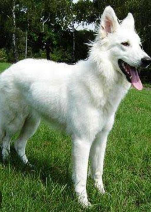 สุนัขเยอรมันเชพเพิร์ดสีขาวแสนรู้ 3
