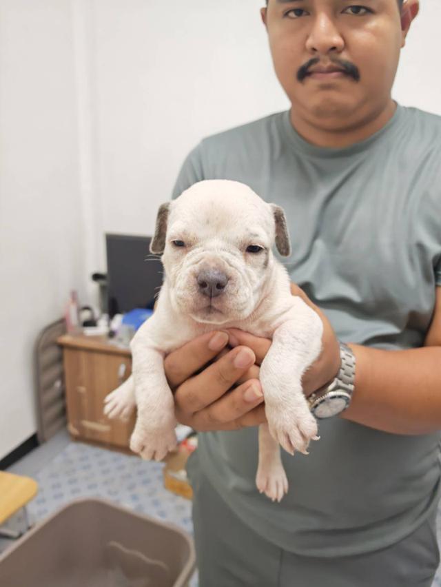 American bully3,500-5,500฿ อเมริกันบูลลี่สายพันธุ์แท้ราคาไม่แรง🏡p'tigerขอนแก่น 3,500-5,500฿
