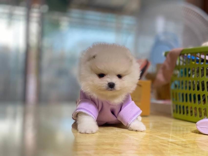 ลูกสุนัขปอมเมอเรเนียนแท้  3