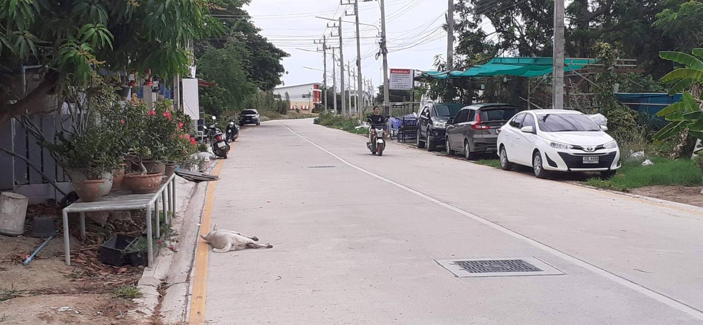 ขายที่ดินอำเภอหัวหิน 12 ไร่ 14