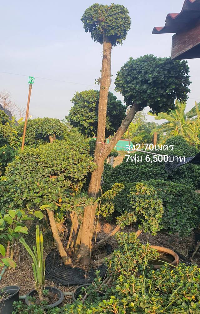 ไทรต่อยอดช้อนเงินช้อนทอง รูปที่ 14
