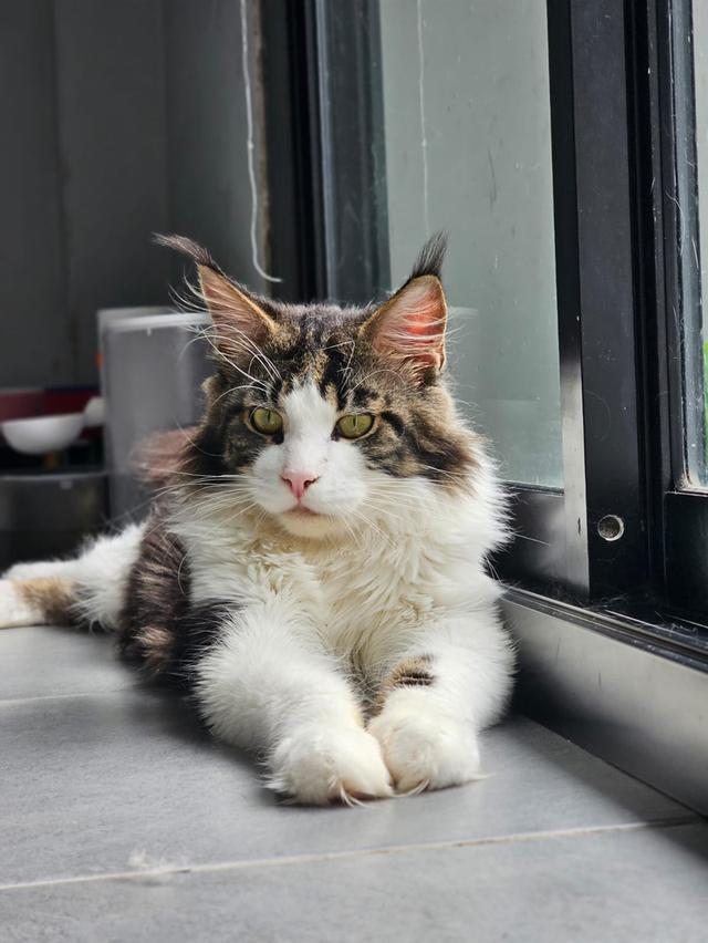 ลูกแมวเมนคูนแท้ เพศผู้