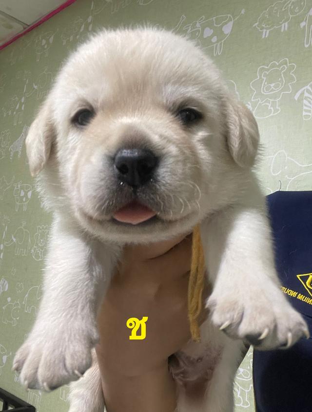 ลาบราดอร์ 2