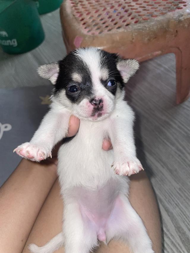 หมาชิวาวา น้องน้องน่ารักหน้าเอ็นดูมากมาก