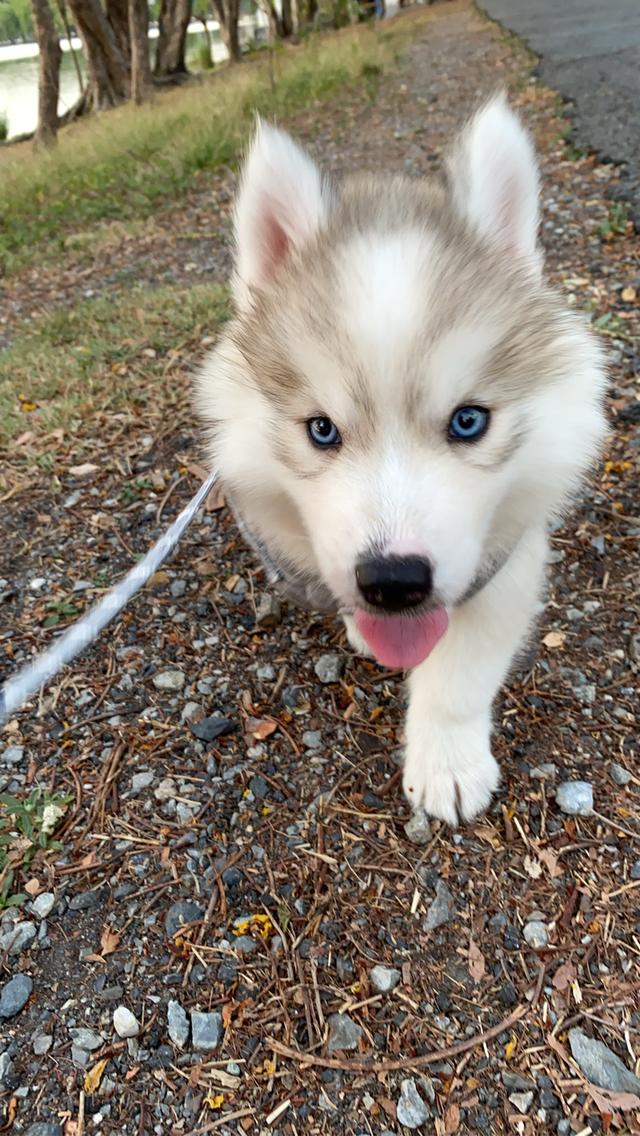 ไซบีเรียนฮัสกี้แท้ 2เดือน ผู้หญิงไม่ดื้อ รูปที่ 3