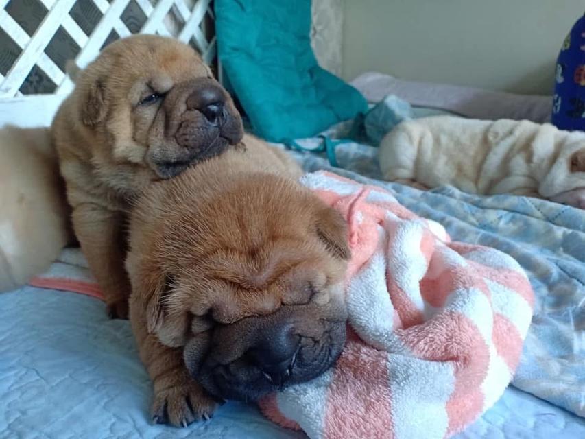 ลูกสุนัข Shar Pei สีน้ำตาล