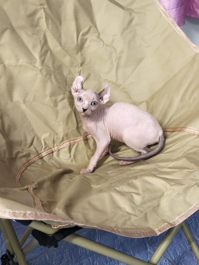 ดช.สฟิงซ์เอลฟ์หูพลิก รูปที่ 1