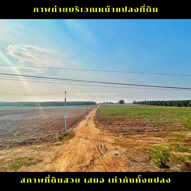 ขายที่ดินแปลงใหญ่เขตพื้นที่ EEC ชลบุรี หนองใหญ่ชลบุรี 6