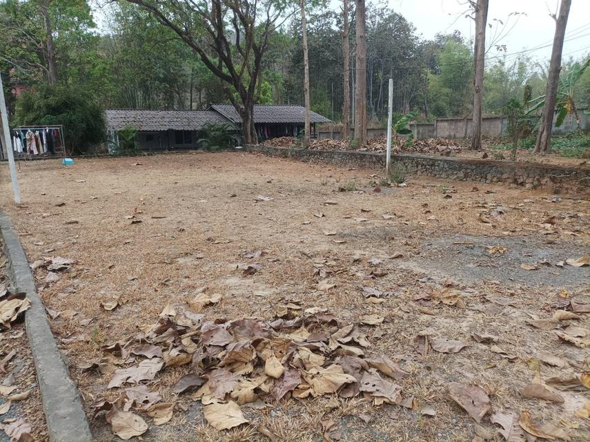 ขายที่ดินพร้อมสิ่งปลูกสร้าง ต.เชิงดอย อ.ดอยสะเก็ด จ.เชียงใหม่ 2