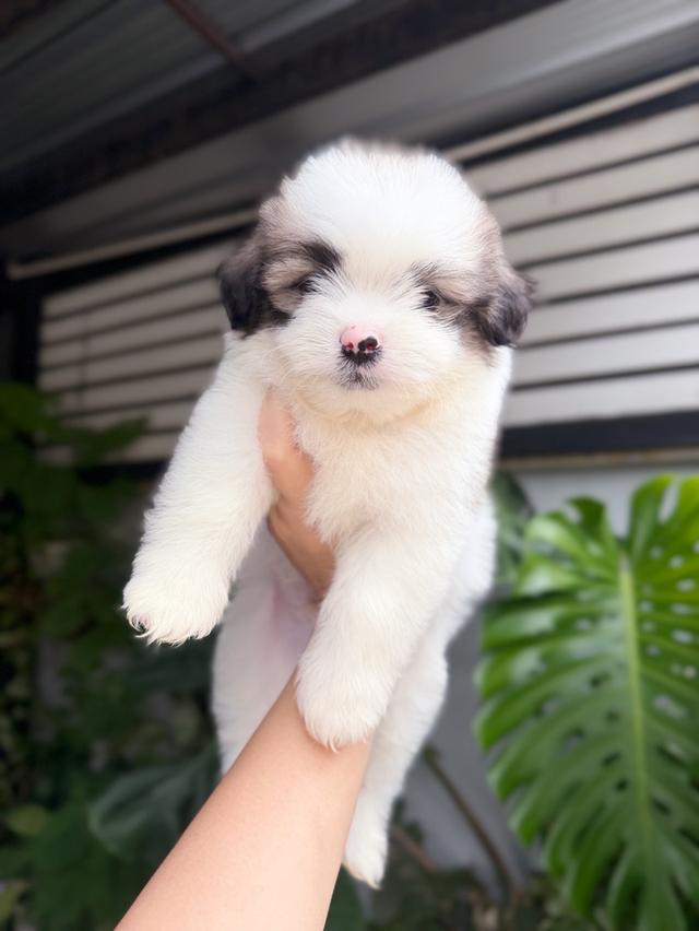 ชิสุผสมปอม เพศชาย พิกัดรามอินทรา 11