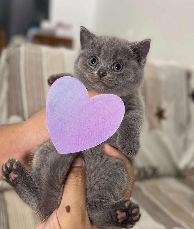 British Shorthair WCF