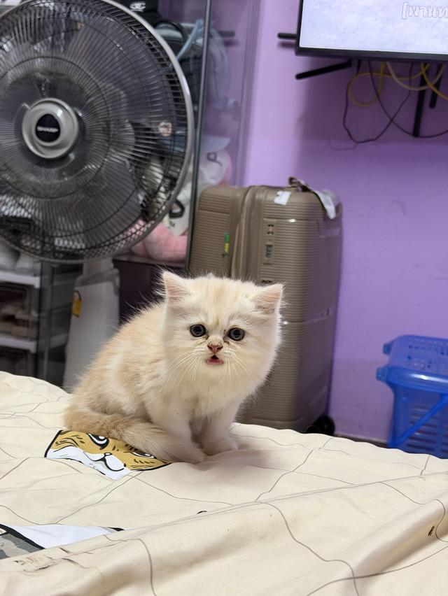 น้องแมว เปอร์เซีย อายุ2 เดือน