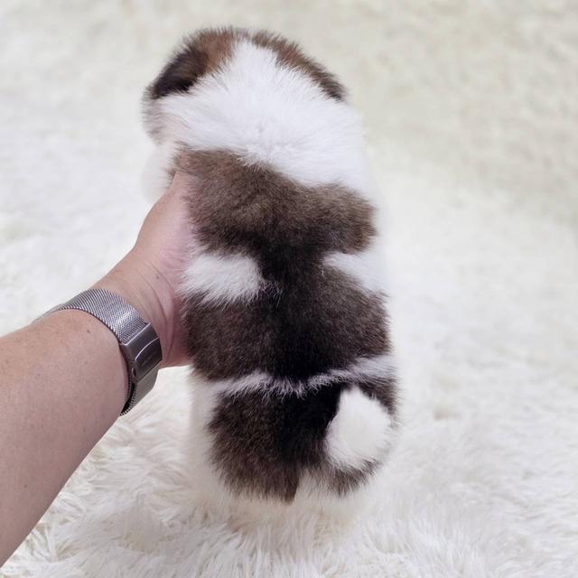 ปอมผสมชิสุ เพศผู้ รามอินทรา 11