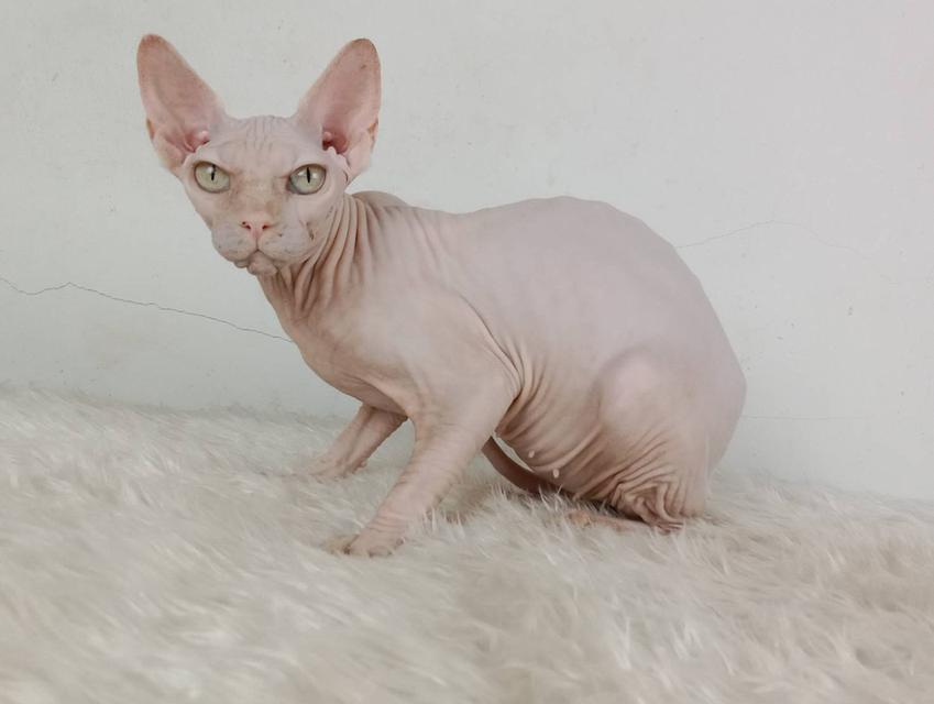 24.แมวสฟิงซ์/เพศเมีย หาบ้าน Sphynx Cat/Female looking for a new home 4