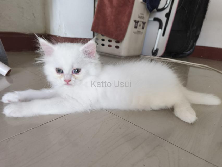 ลูกแมวเปอร์เซีย กทม ลาดพร้าว