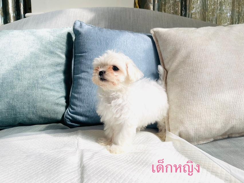 น้องมอลทีสชายและหญิง พ่อแม่ไซด์ T-cup นำเข้าจากเกาหลี