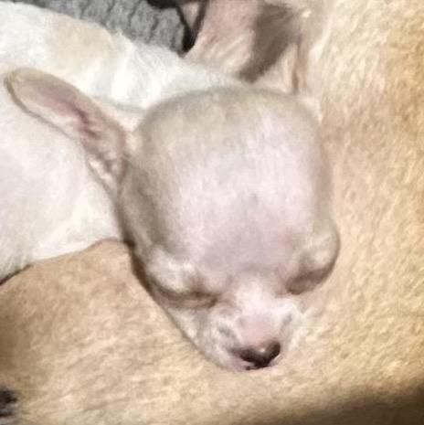 เด็กชายชิวาว่าสายเลือดแชมป์เวียดนาม 6