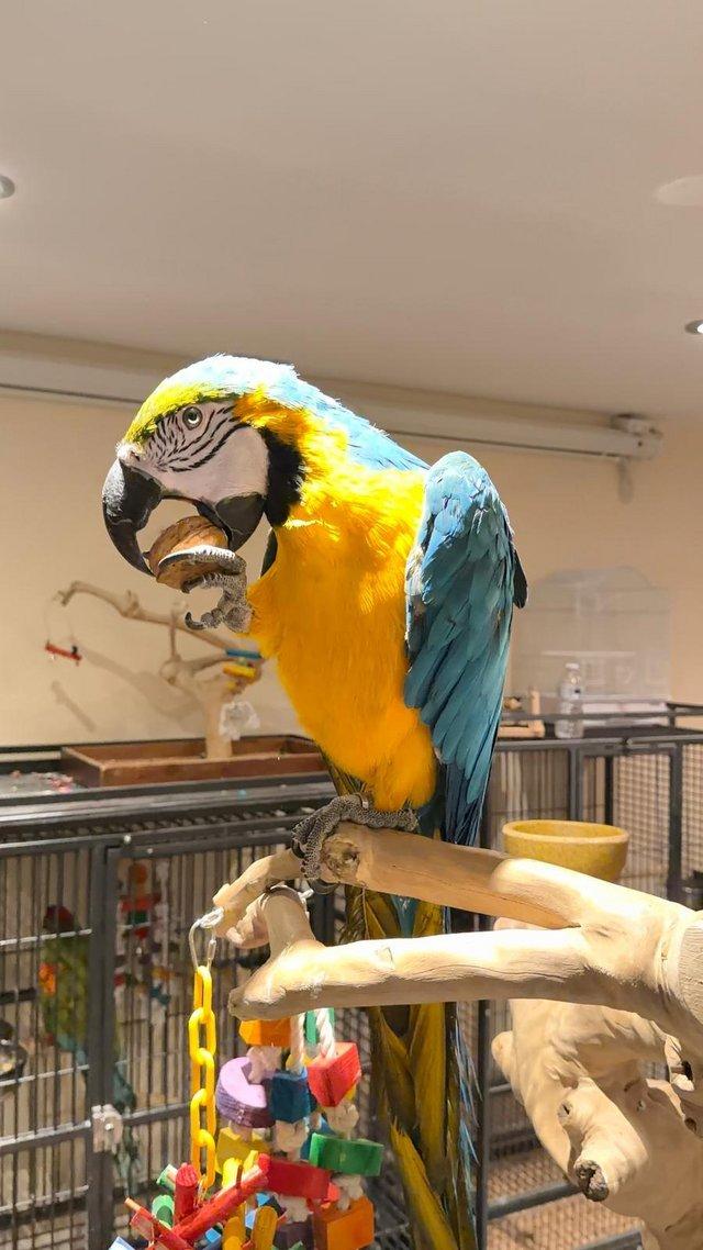 Pair of Blue and Gold Macaw Parrots รูปที่ 1