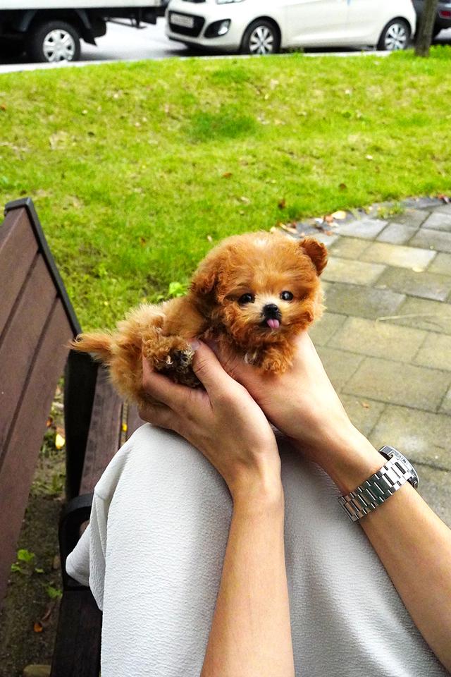 ขายลูกสุนัข Maltipoo สี Red,White พาร์ตี้คัลเลอร์ หน้าตุ๊กตา นำเข้าจากเกาหลี พรีเมีย รูปที่ 3