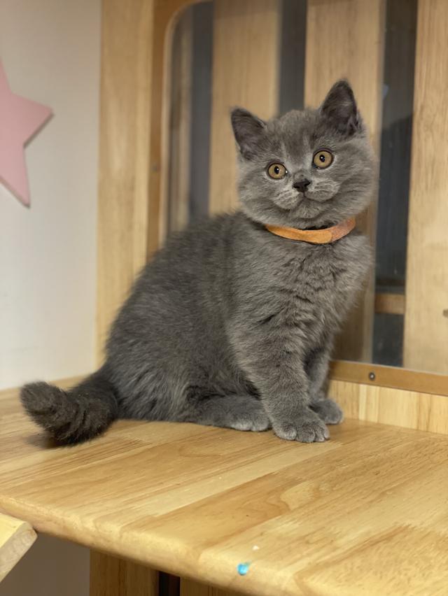 แมว มันช์กิ้นขายาว