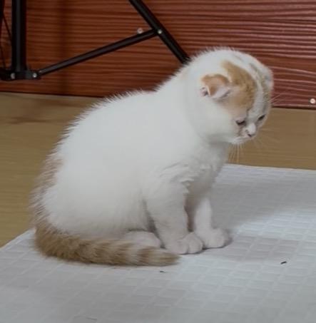 ลูกแมวสก๊อตติชโฟลด์ พร้อมย้ายบ้านวันที่ 30/03/2569 รูปที่ 4