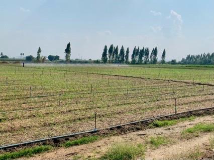 ขายที่ดิน16ไร่ ต.วังศาลา อ.ท่าม่วง แปลงสวย ทำเลดี แหล่งชุมชน ใกล้กรุงเทพ เดินทางสะดวก 3