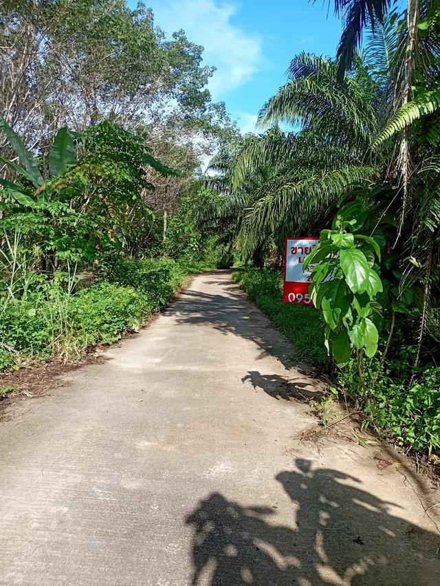 ขายที่ดินพร้อมสวนปาล์ม ทำเลทอง 26 ไร่ 97.1 ตร.ว. อ.เมืองพังงา หลังการยางแห่งประเทศไทย จ.พังงา 12