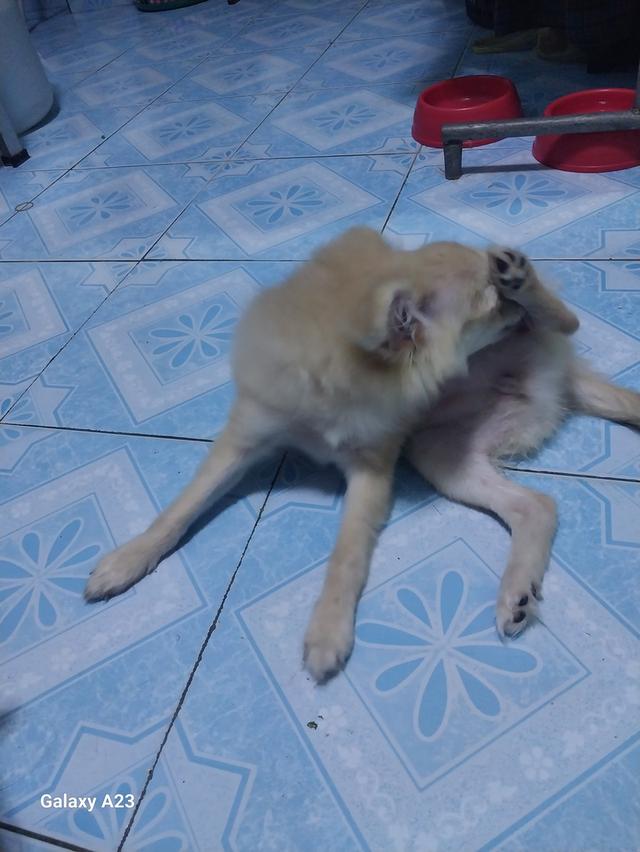 หาบ้านใหม่ให้น้องบอม 3