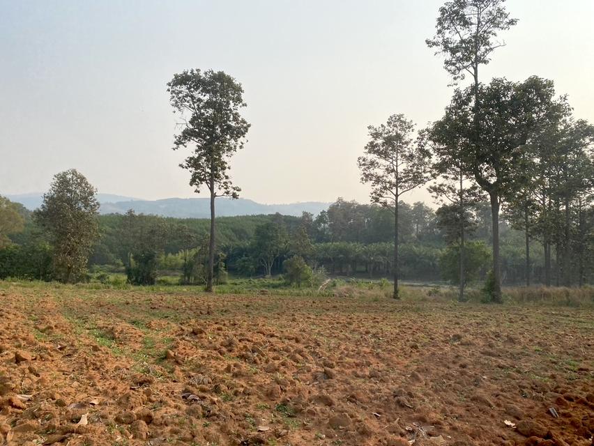 ขายที่ดิน 37 ไร่ ติดทางหลวงสาย เลย เพชรบูรณ์ 15